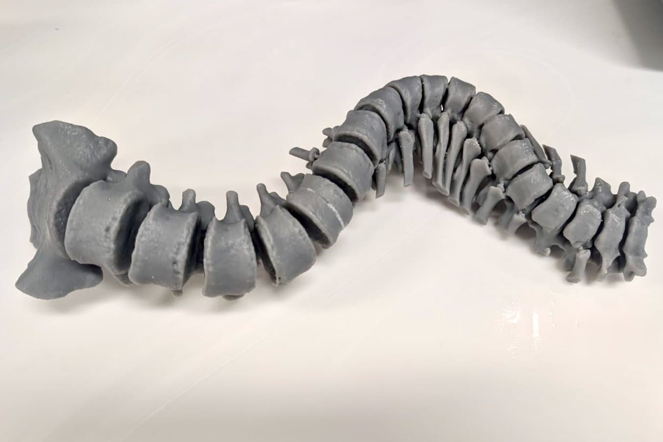 灰色 3D 打印脊柱
