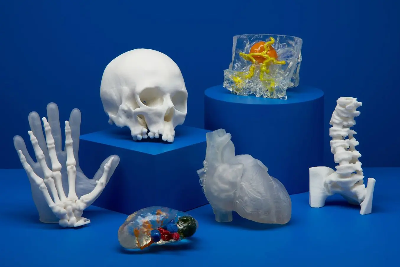 3D 打印解剖模型