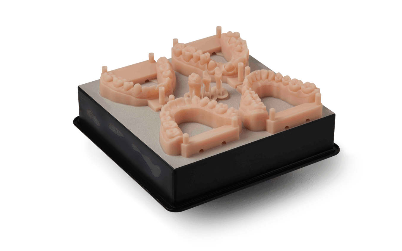 Dental Model