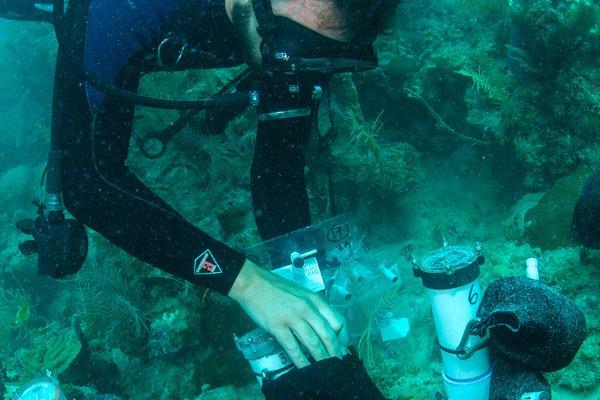 一名佩戴水下呼吸器的潜水员正在部署水下珊瑚监测装置